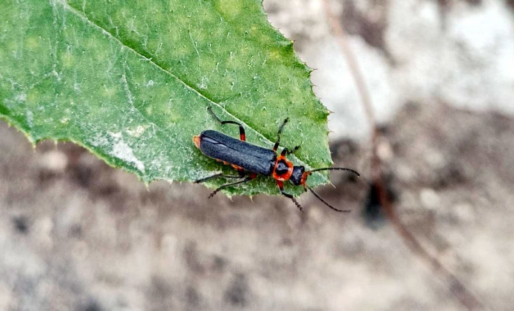 Cantharidae medio-orientale